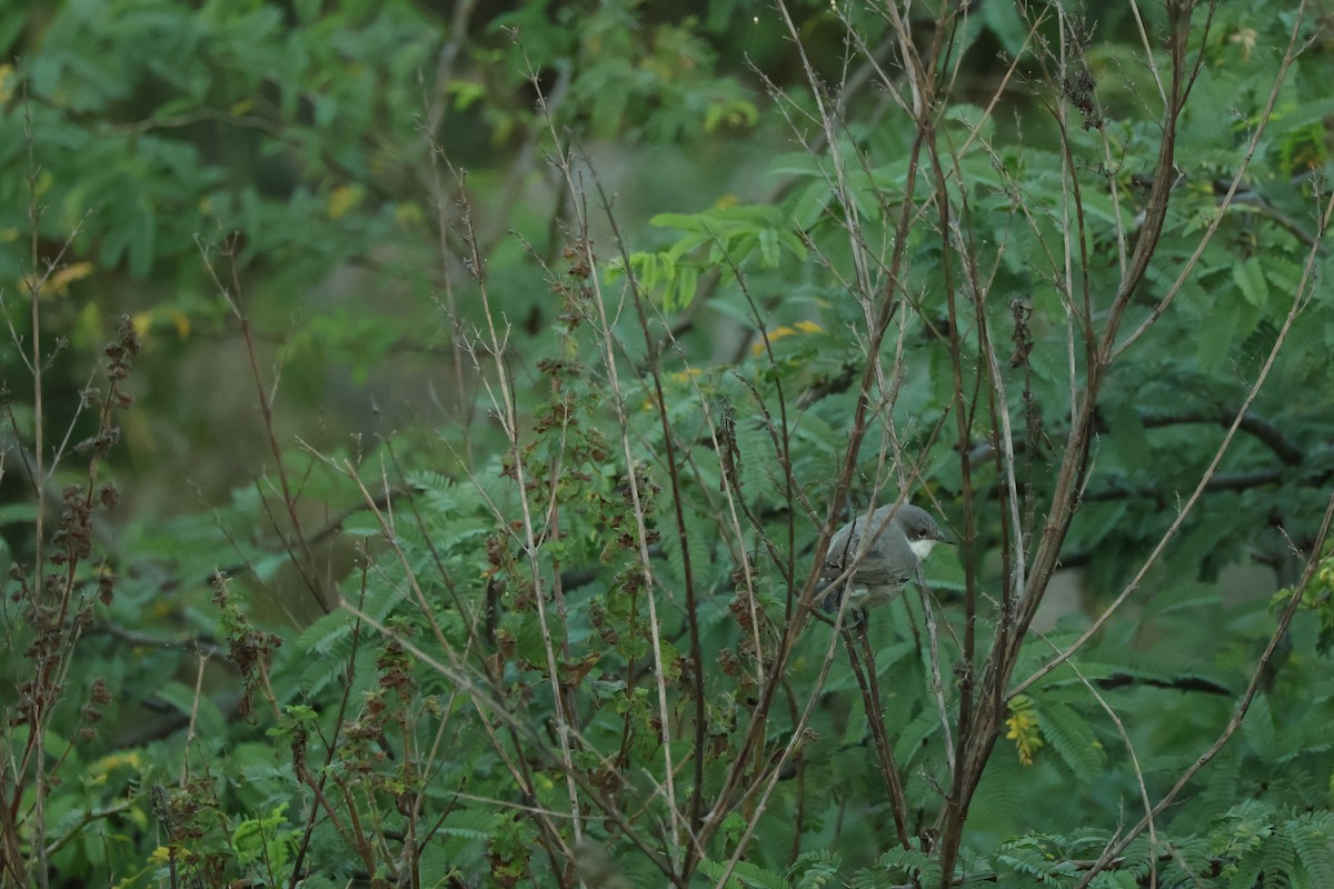 Lesser Whitethroat - ML644925638