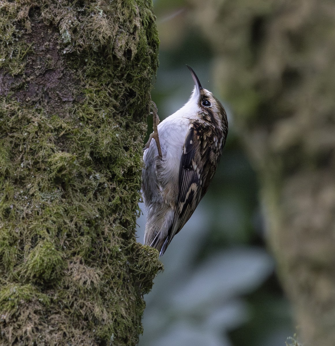 Eurasian Treecreeper - ML644925641