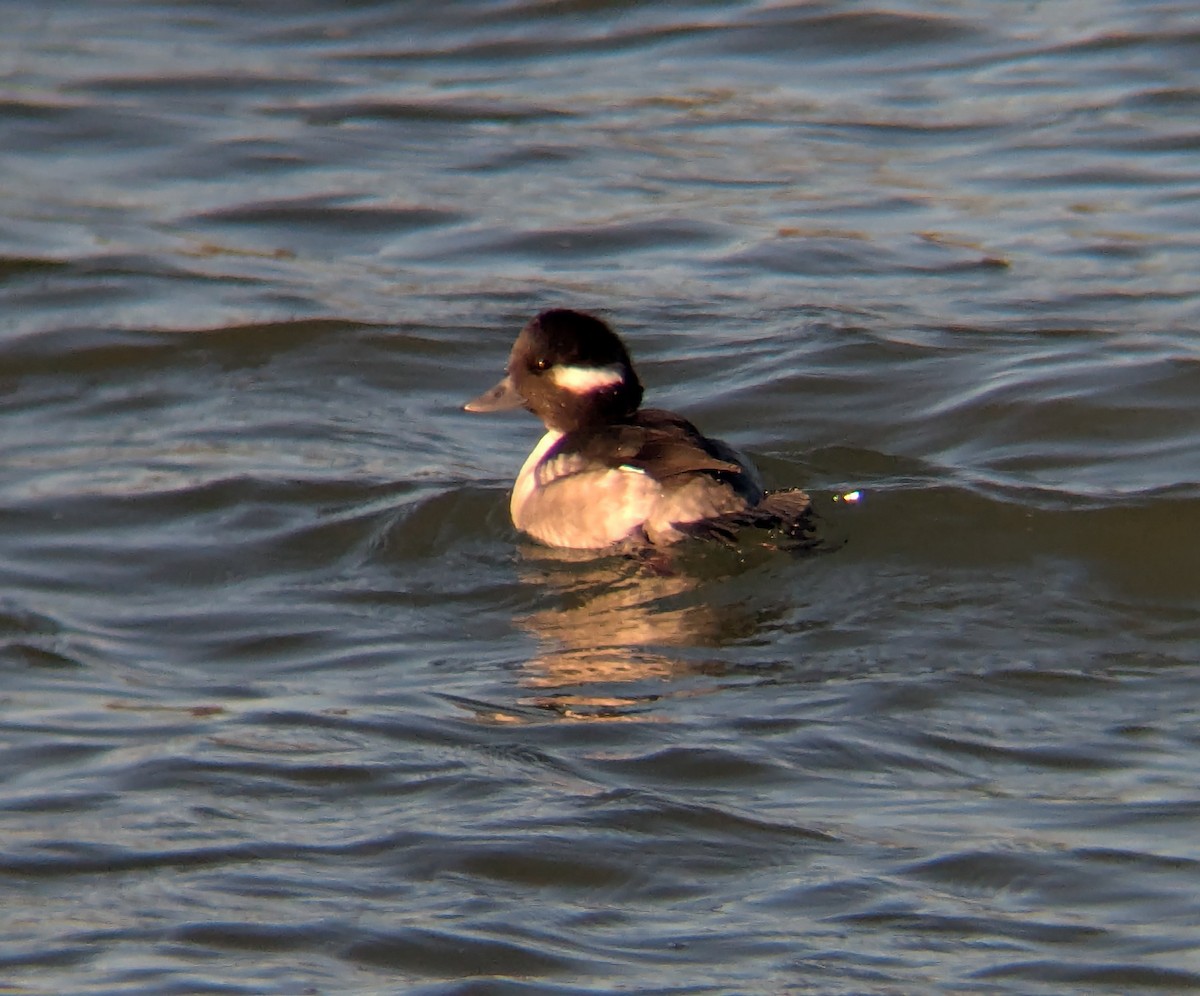 Гоголь-головастик - ML644925646