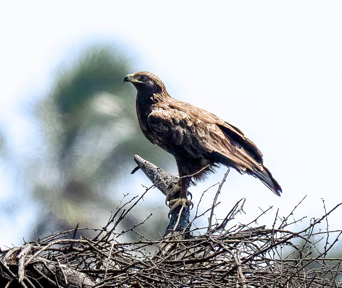 Tawny Eagle - ML644925657