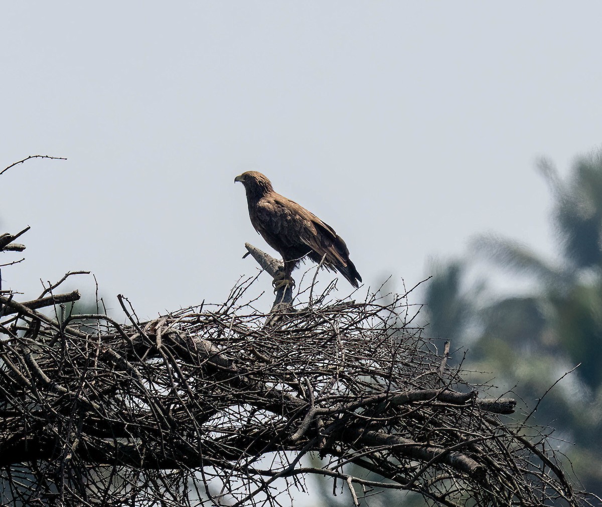 Tawny Eagle - ML644925658