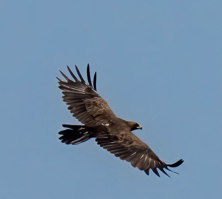 Tawny Eagle - ML644925659