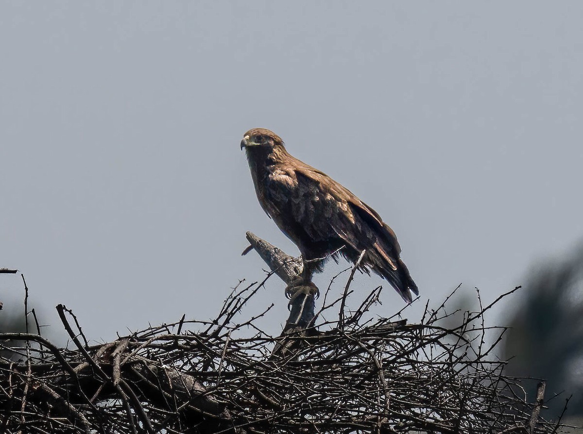 Tawny Eagle - ML644925660