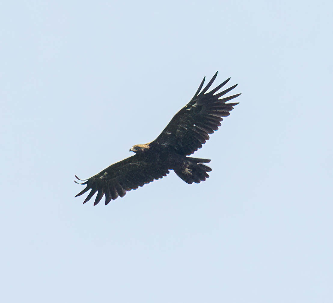 Tawny Eagle - ML644925662