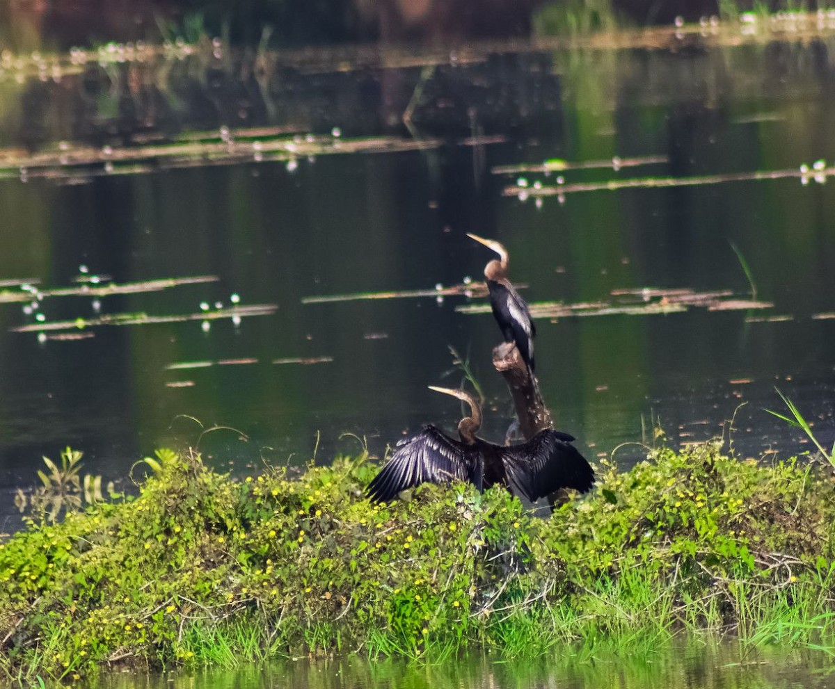 Doğu Yılanboyunu - ML644925667