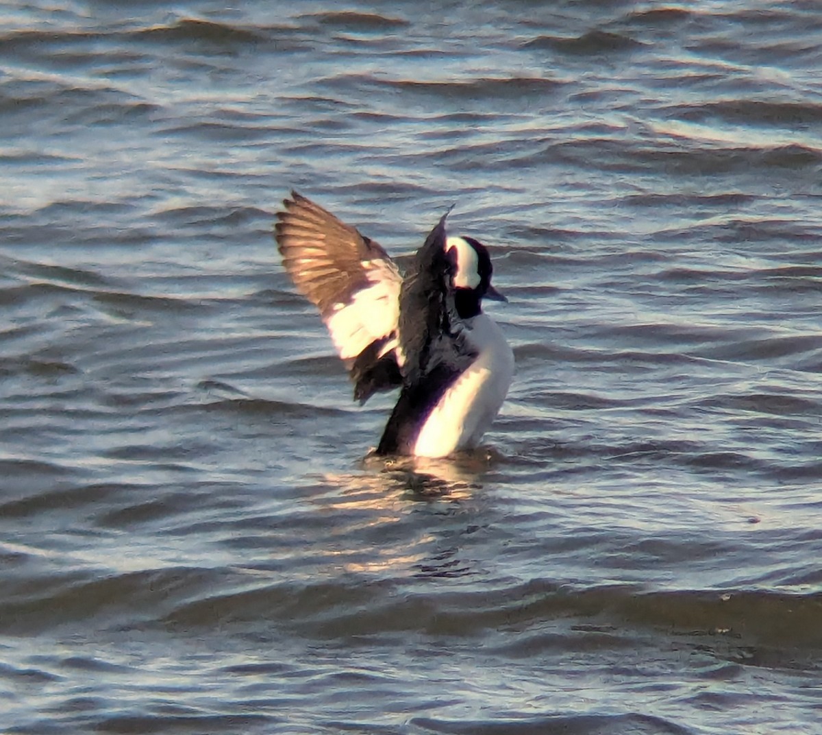 Гоголь-головастик - ML644925693