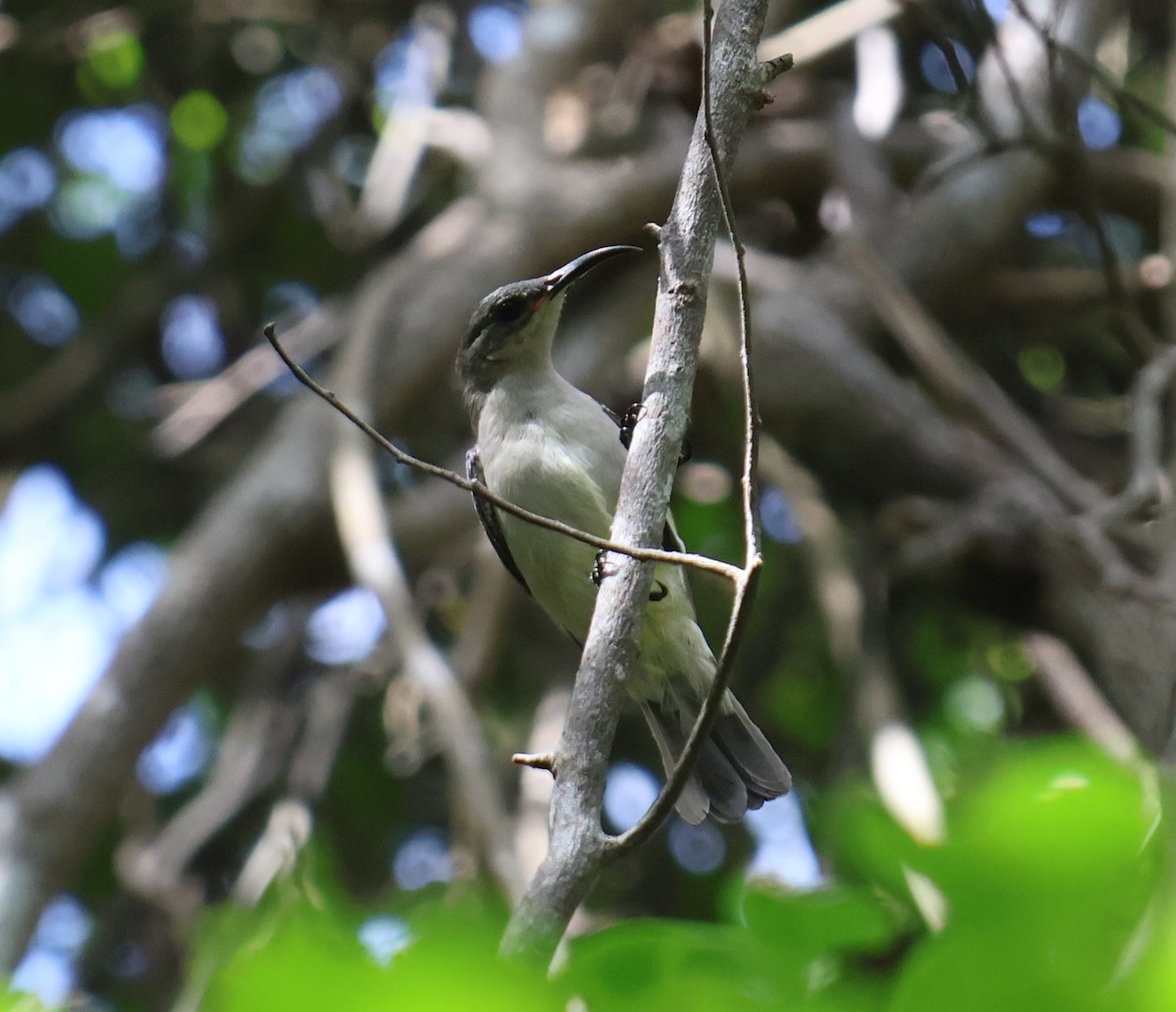 Suimanga Ratonil - ML644925698