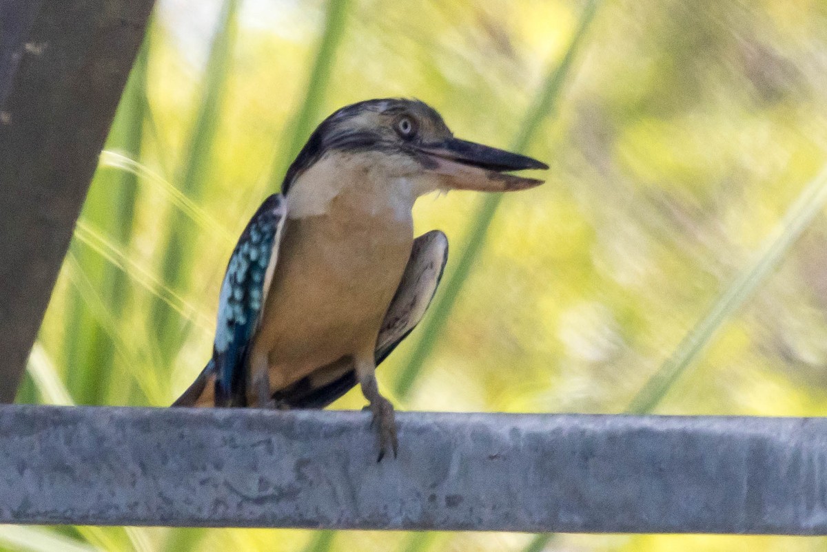 Blue-winged Kookaburra - ML644925699