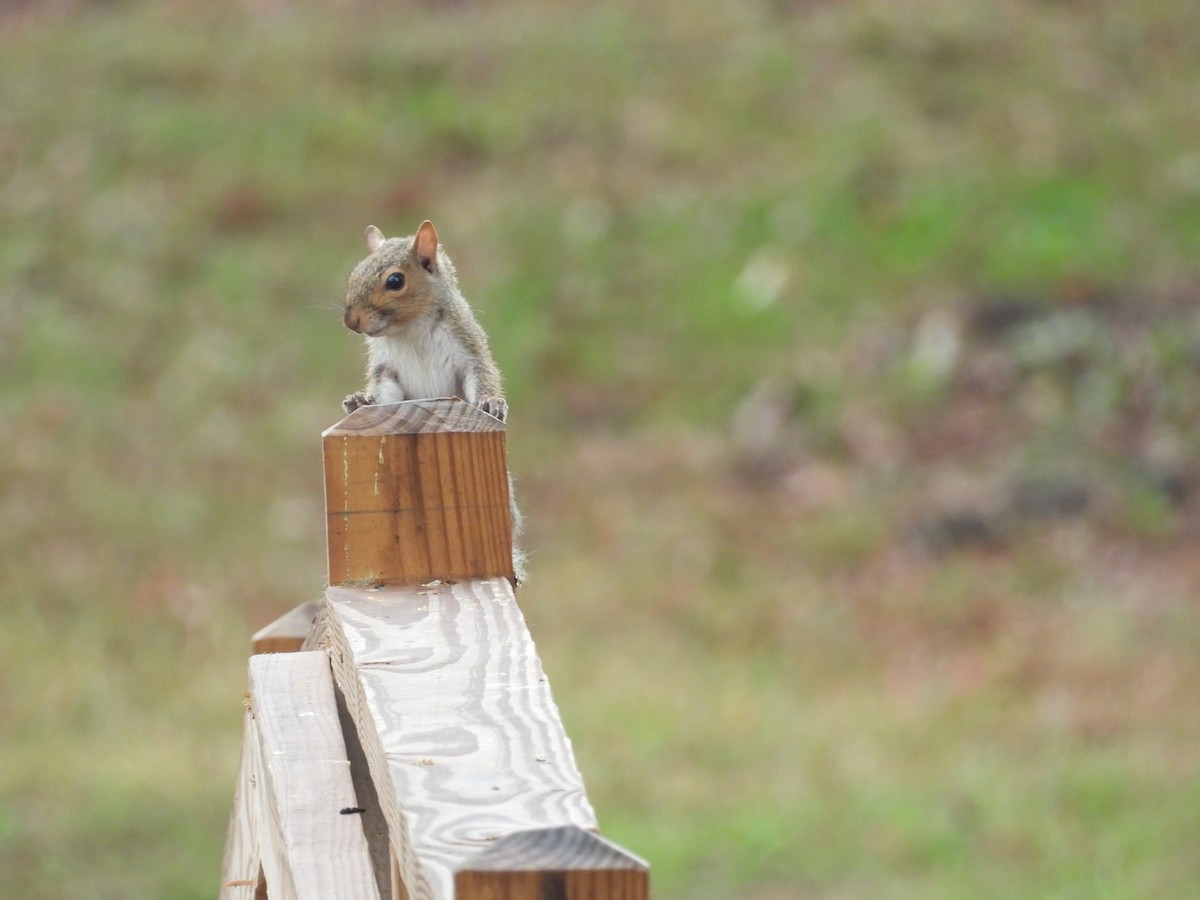 Animals - ML644925716