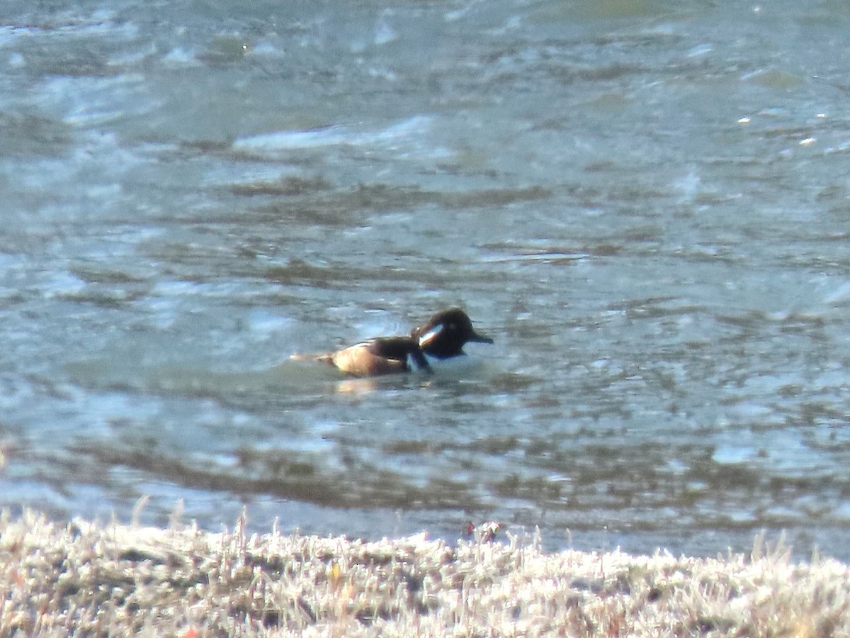 Smergo dal cappuccio - ML644925724