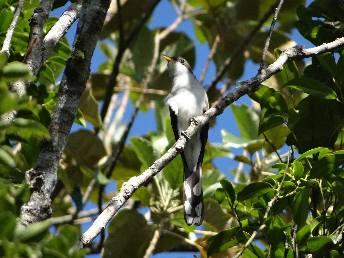 Pearly-breasted Cuckoo - ML644925725