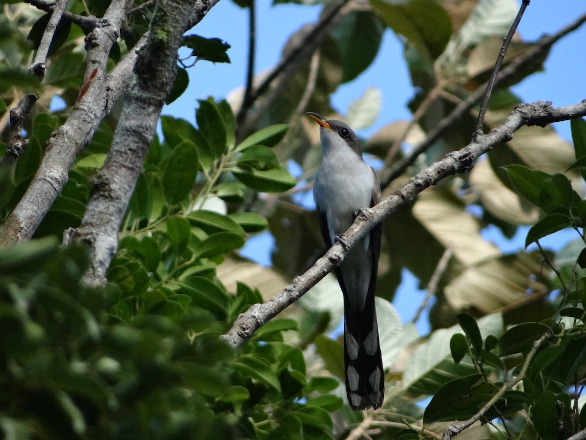 Pearly-breasted Cuckoo - ML644925726