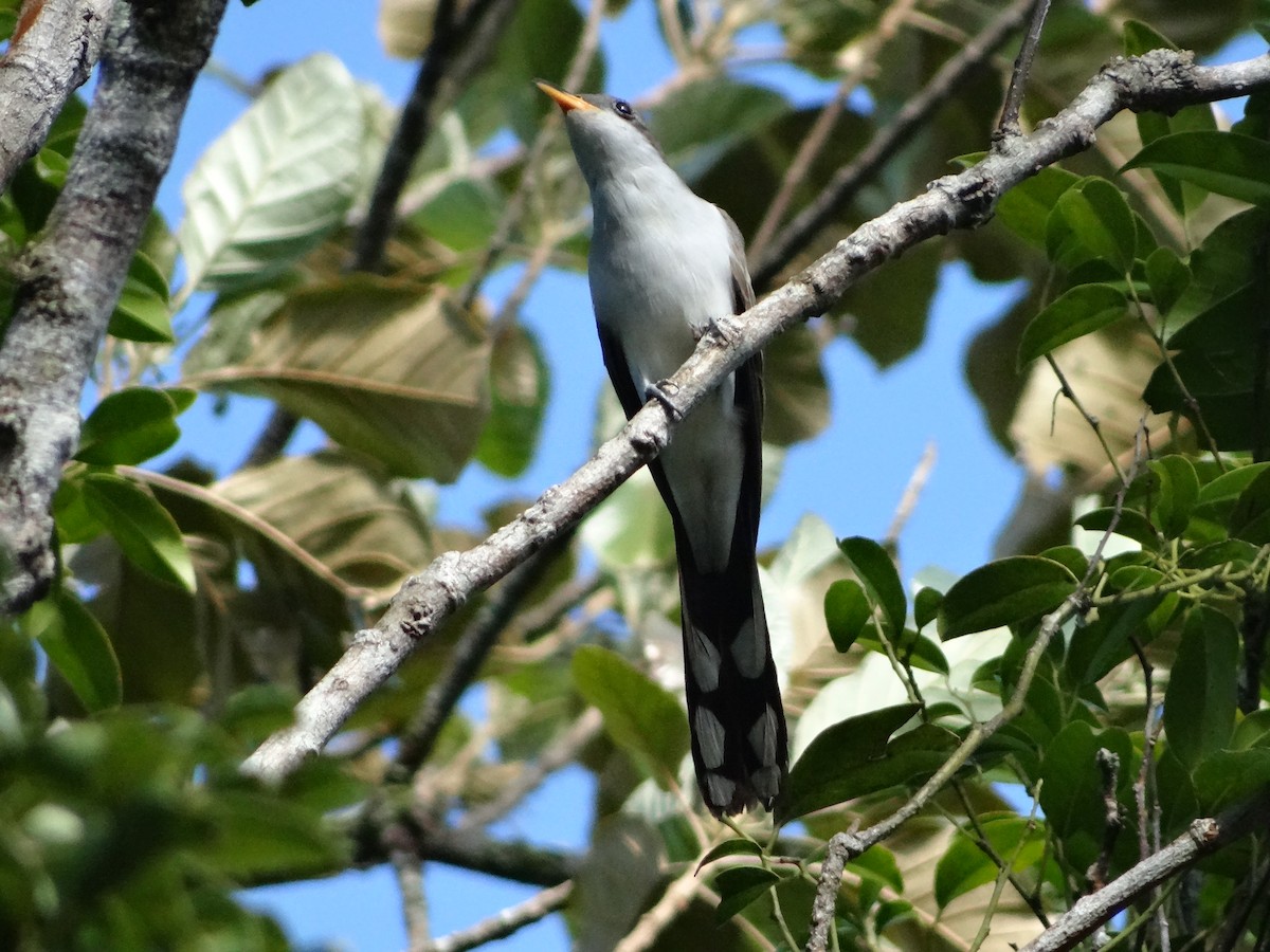 Pearly-breasted Cuckoo - ML644925727