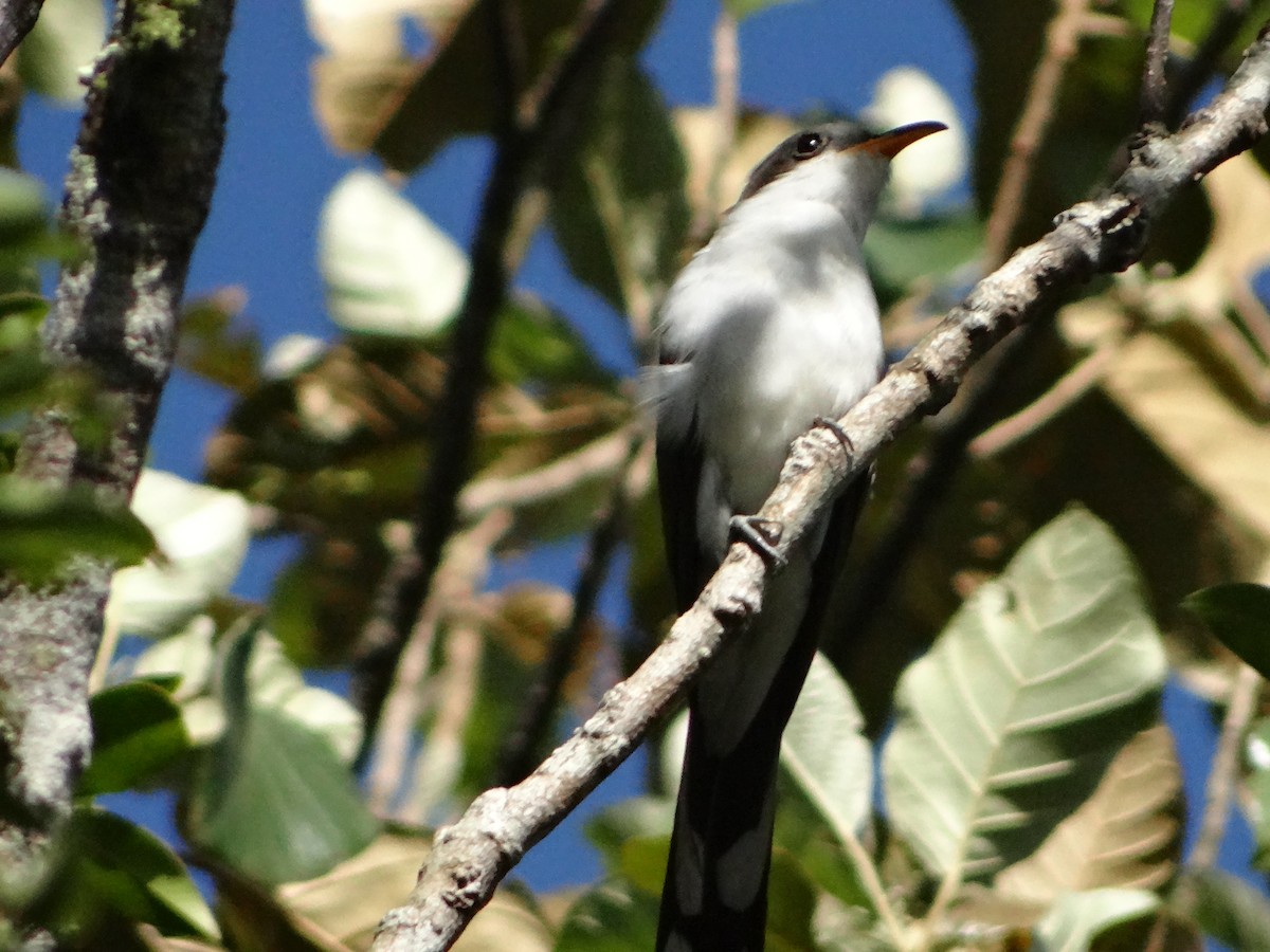 Pearly-breasted Cuckoo - ML644925728