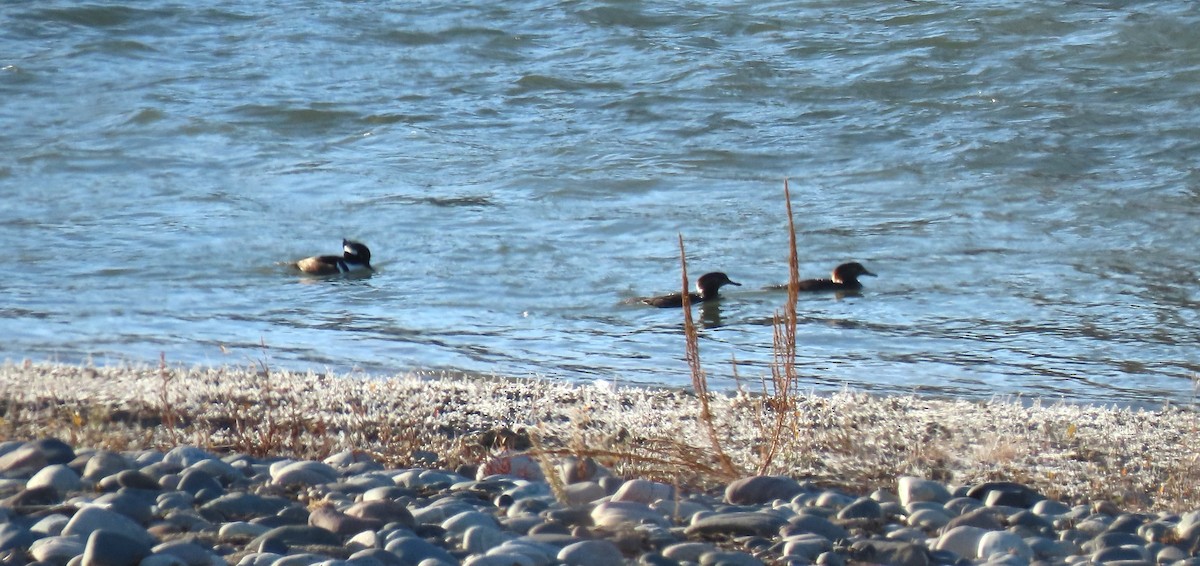 Smergo dal cappuccio - ML644925737