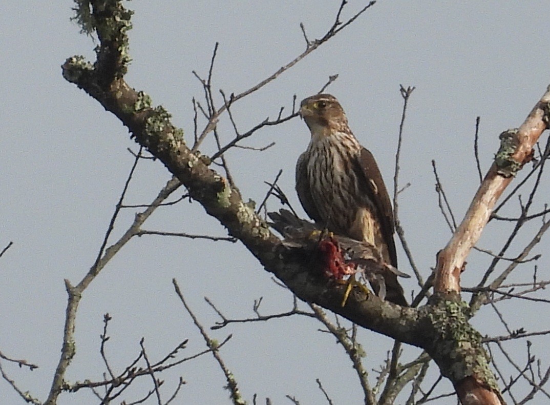 Merlin - ML644925738