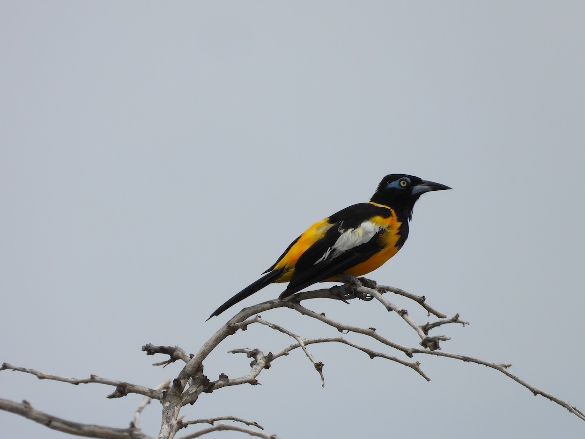 brilletrupial - ML644925749