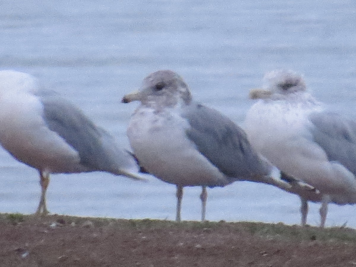California Gull - ML644925750