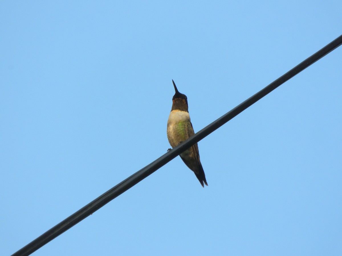 Ruby-throated Hummingbird - ML644925758