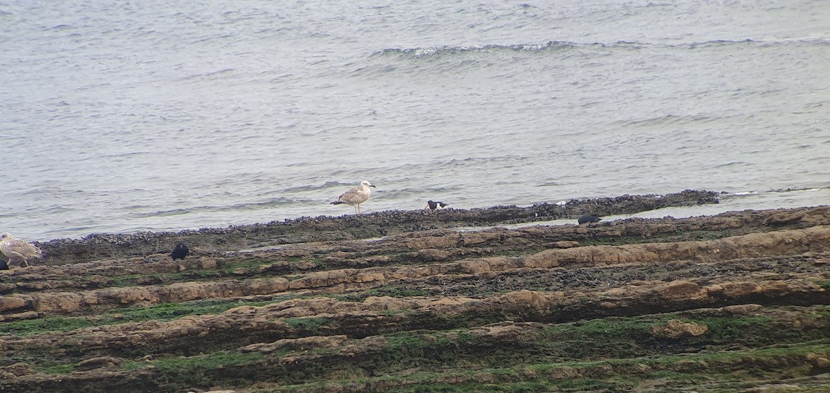 Caspian Gull - ML644925759