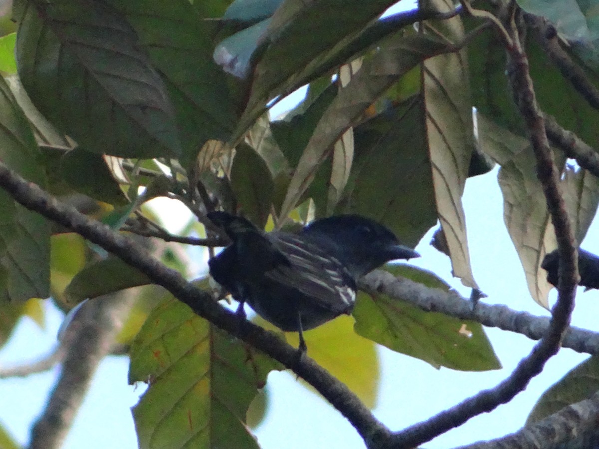 White-winged Becard - ML644925760