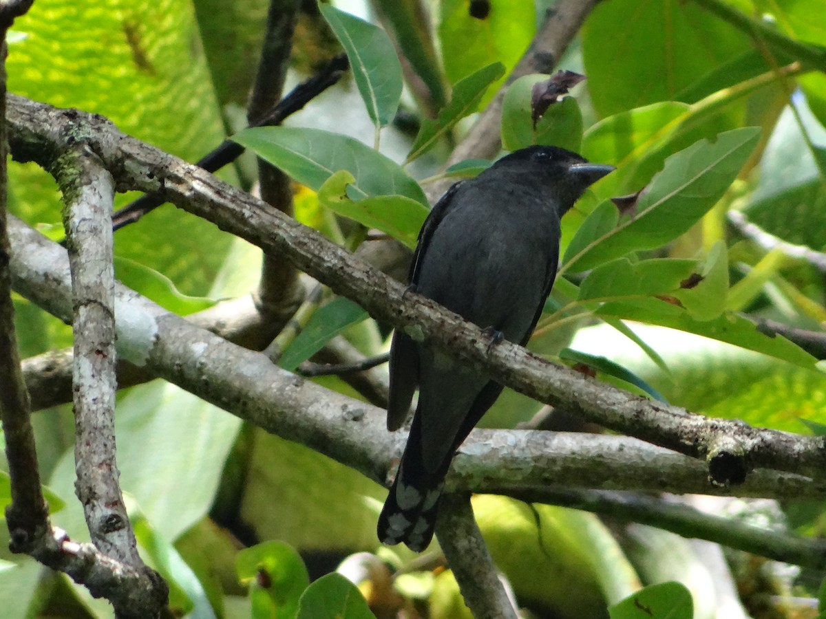 White-winged Becard - ML644925761