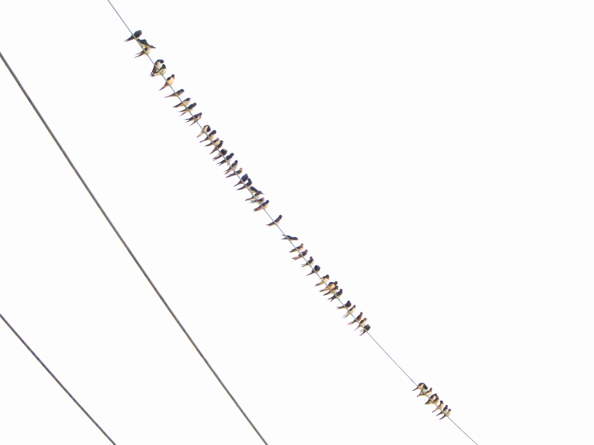 vlaštovka obecná - ML644925771