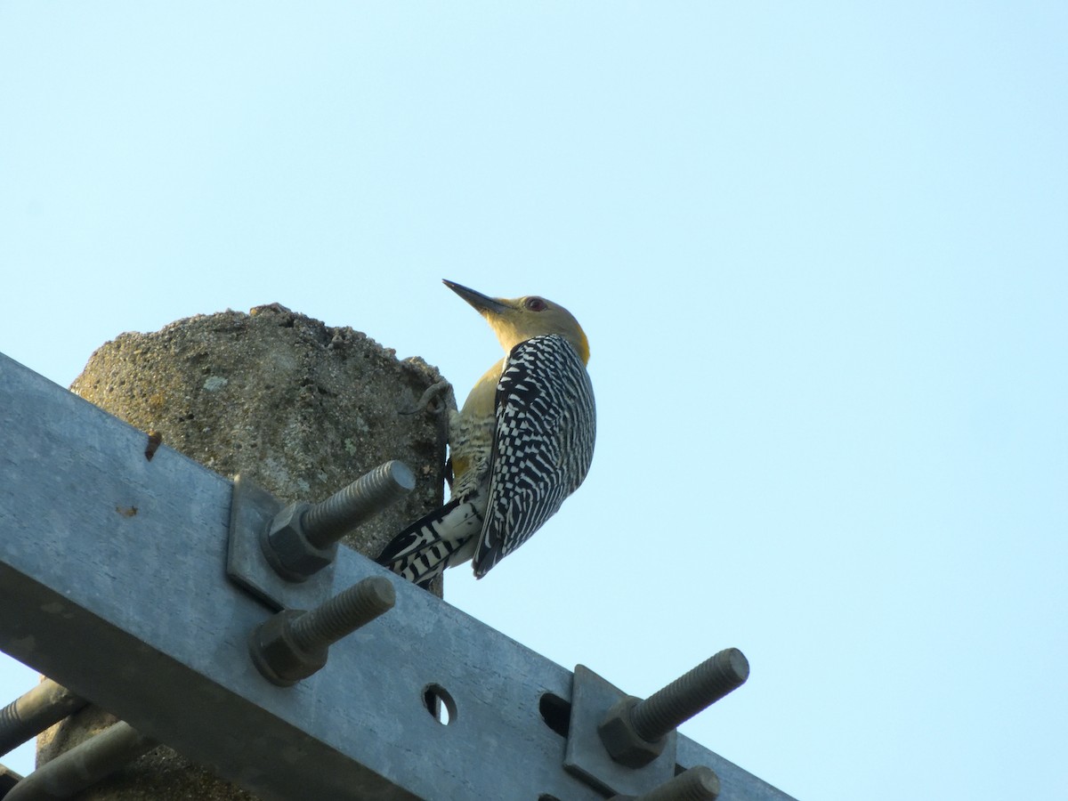 Golden-fronted Woodpecker - ML644925789