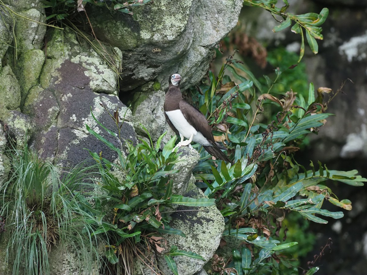 Cocos Booby - ML644925791