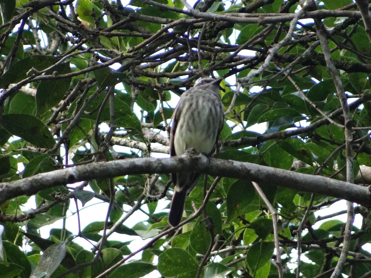Variegated Flycatcher - ML644925794