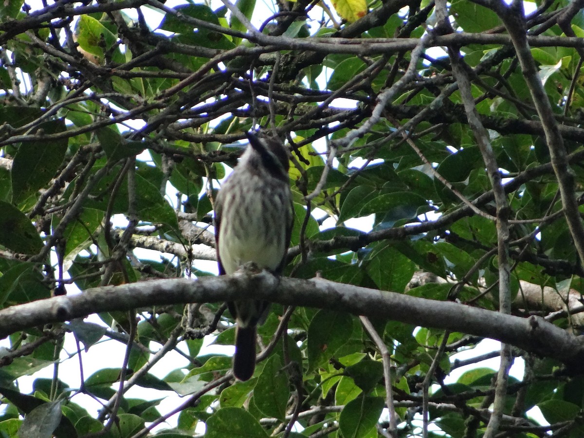 Variegated Flycatcher - ML644925795