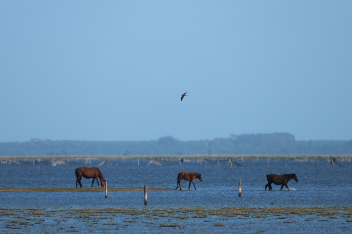 Aplomado Falcon - ML644925799