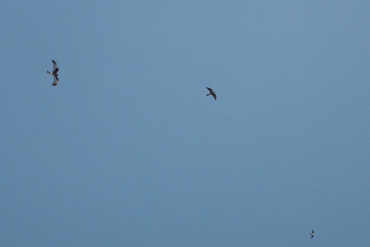 Aplomado Falcon - ML644925800