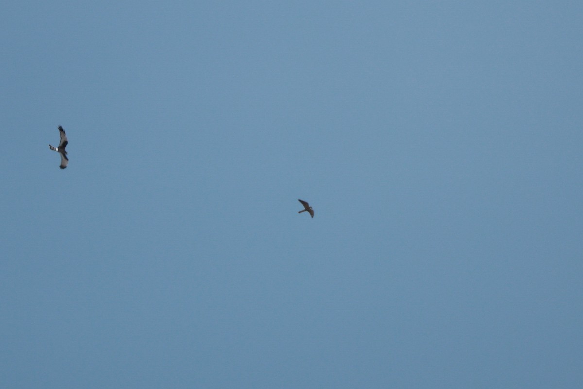 Aplomado Falcon - ML644925801