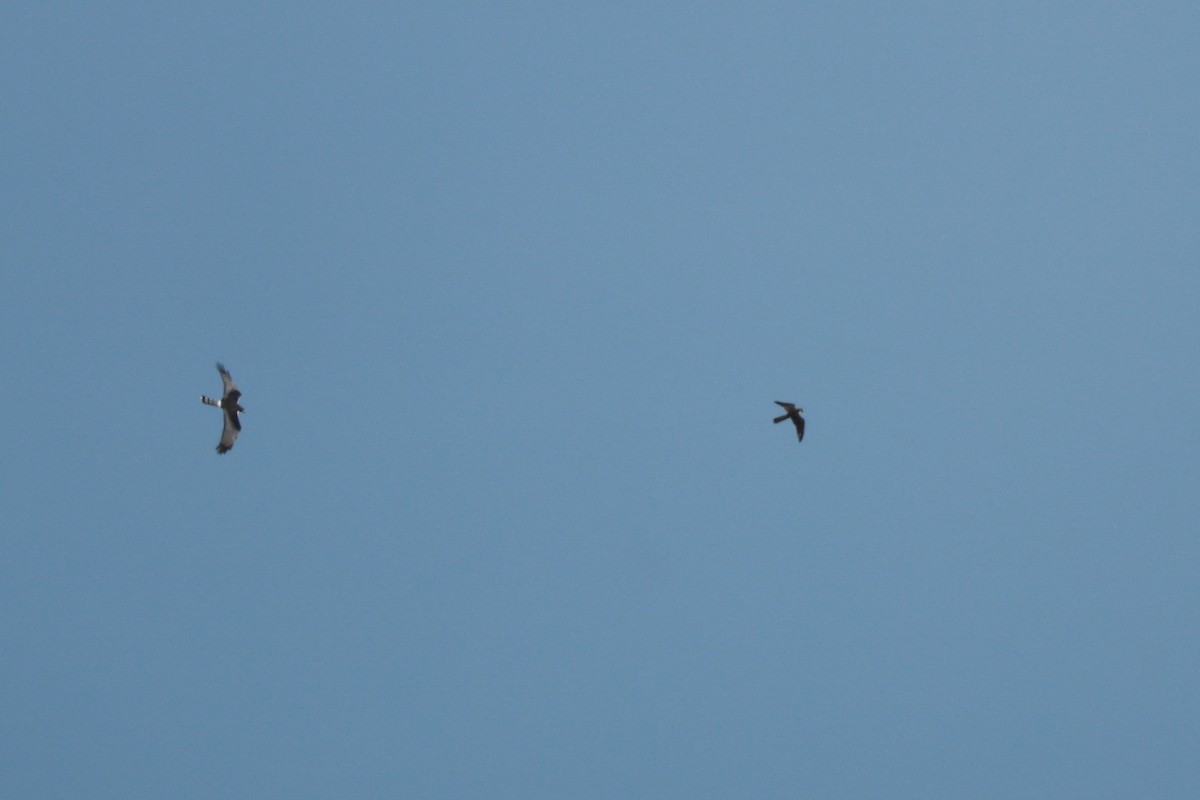 Aplomado Falcon - ML644925802