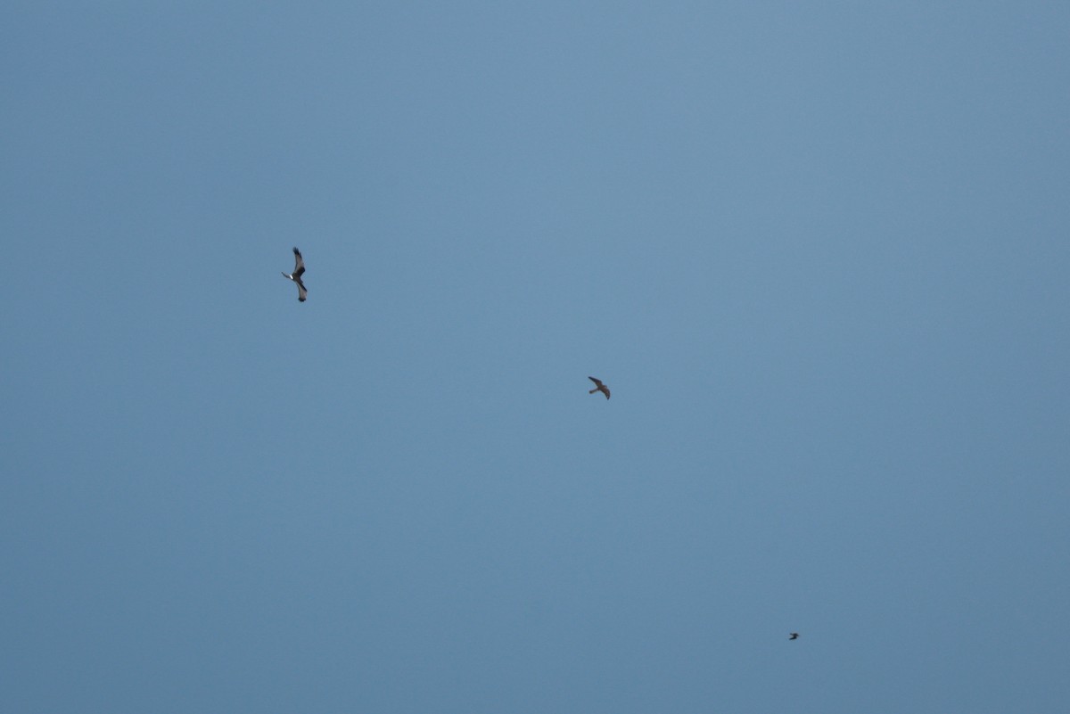 Aplomado Falcon - ML644925803