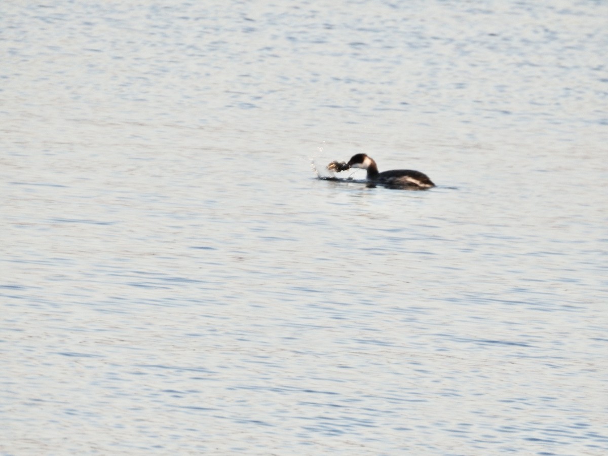 ミミカイツブリ - ML644925833