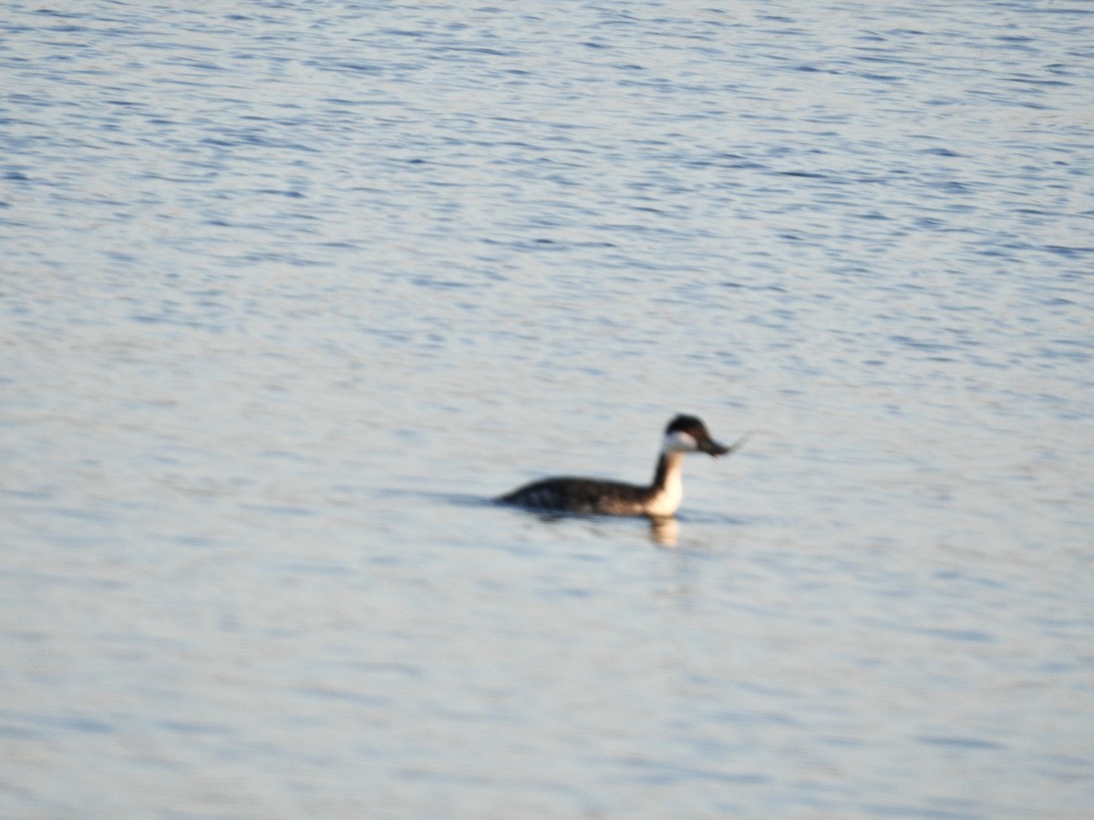 ミミカイツブリ - ML644925837