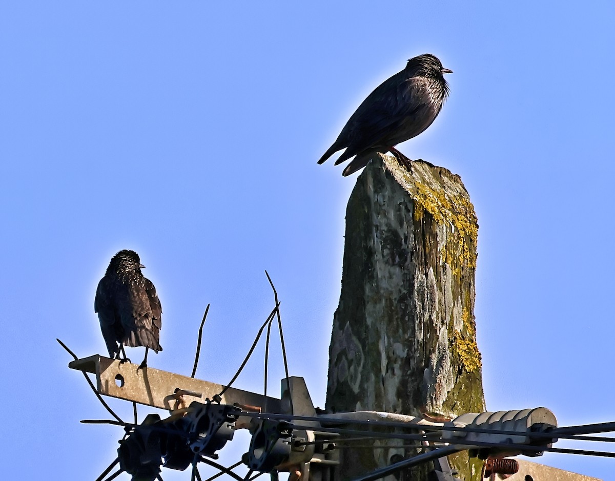 זרזיר שחור - ML644925847