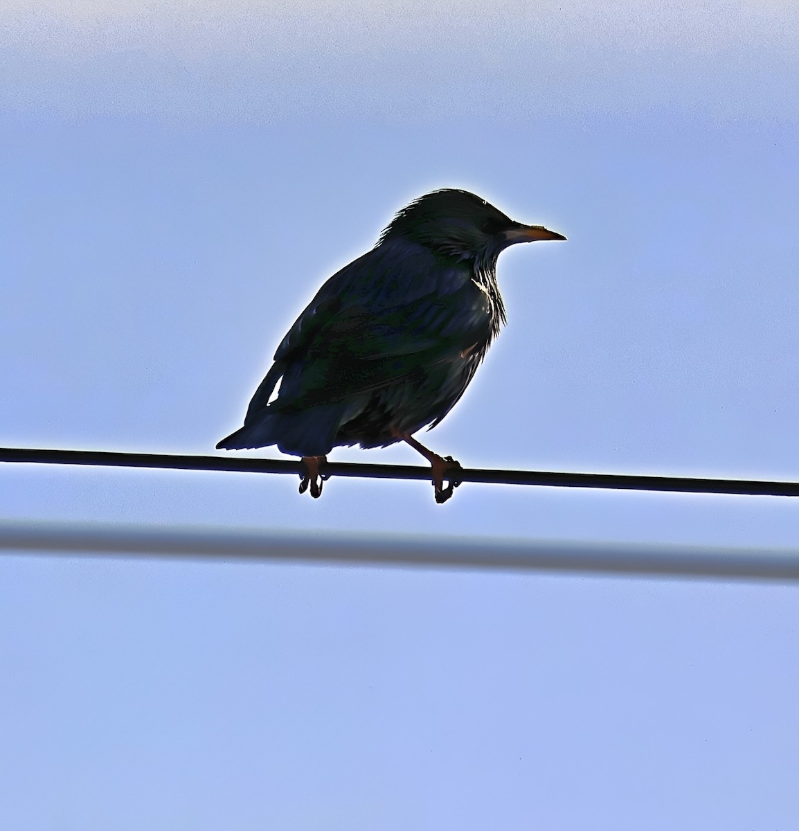 זרזיר שחור - ML644925849