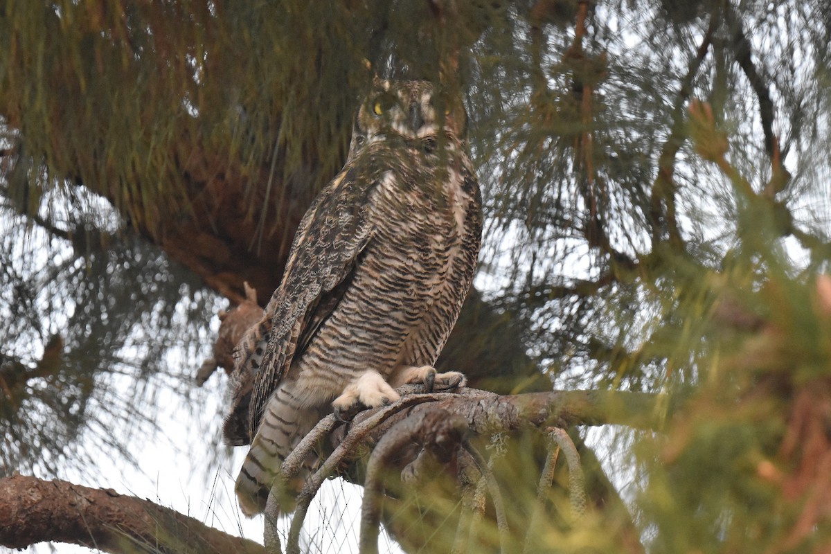 Great Horned Owl - ML644925851