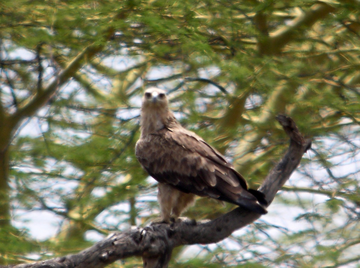 Tawny Eagle - ML644925852