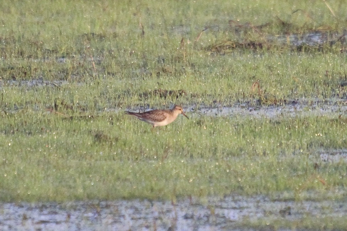 חופית כהת-חזה - ML644925867