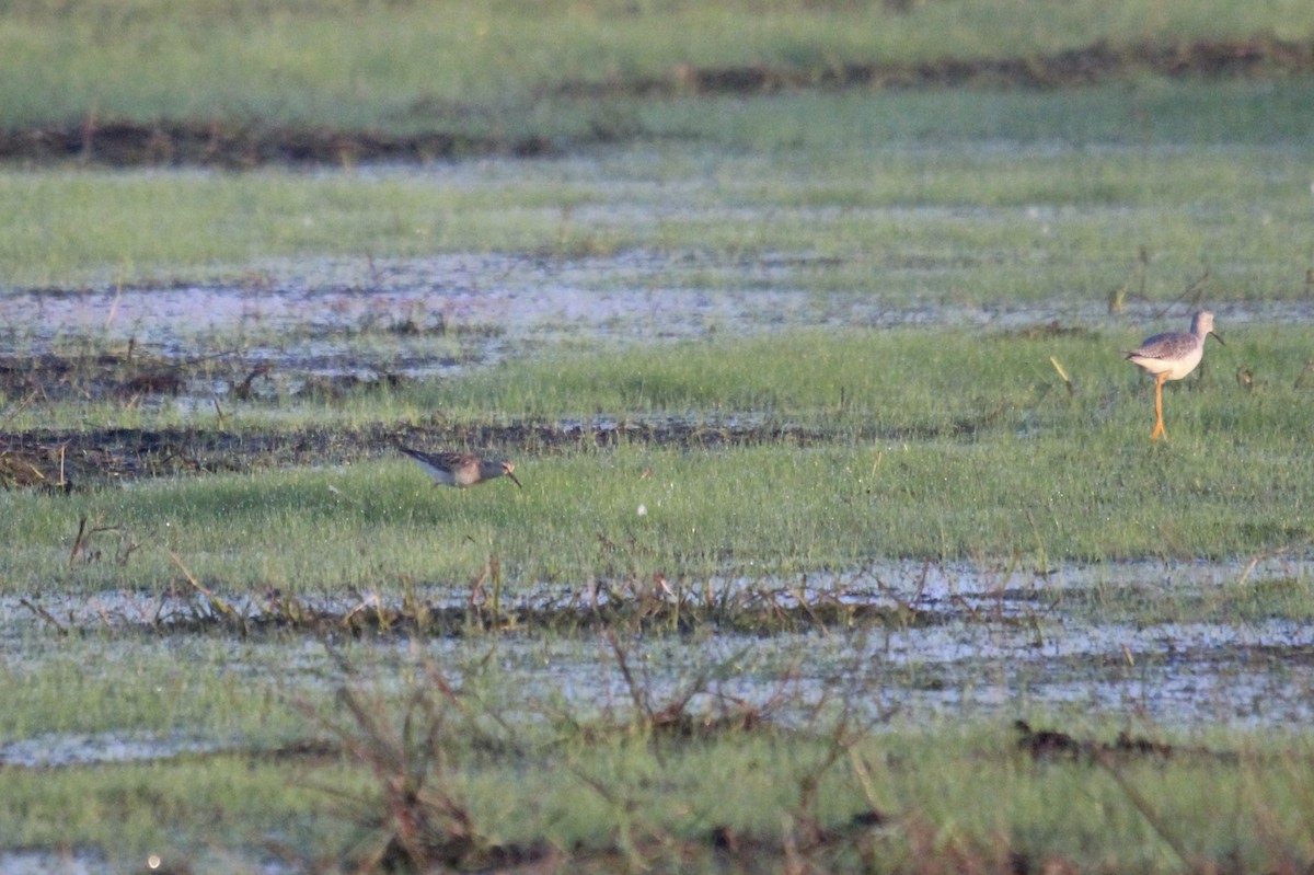 חופית כהת-חזה - ML644925869