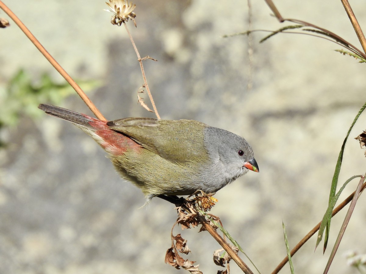 Желтобрюхий астрильд - ML644925904