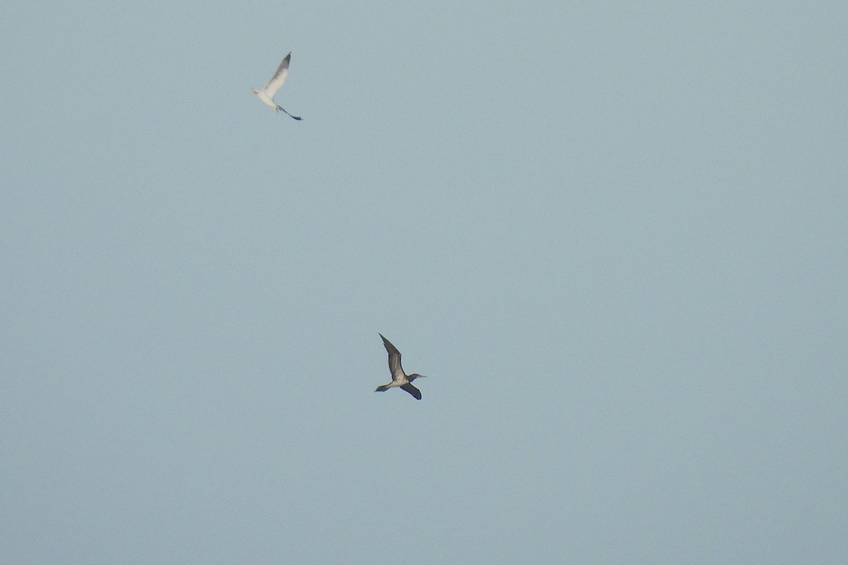 Brown Booby - ML644925920