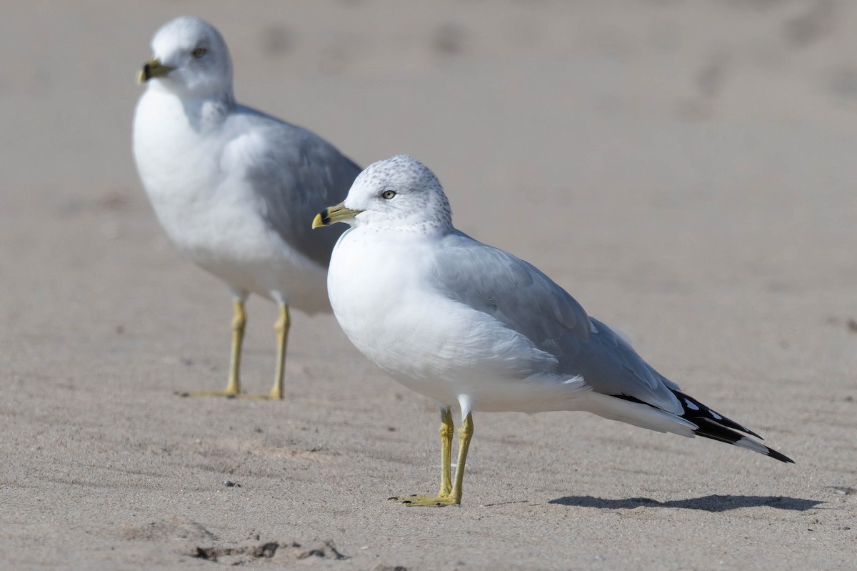Ring-billed Gull - ML644925935