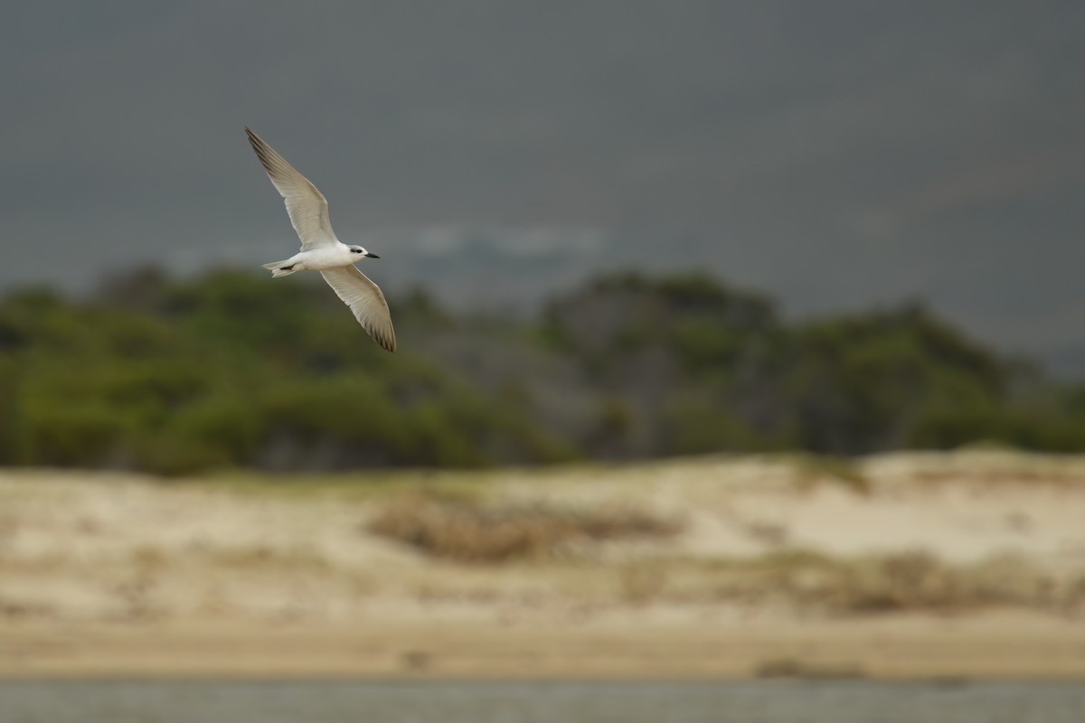 Gull-billed Tern - ML644925937