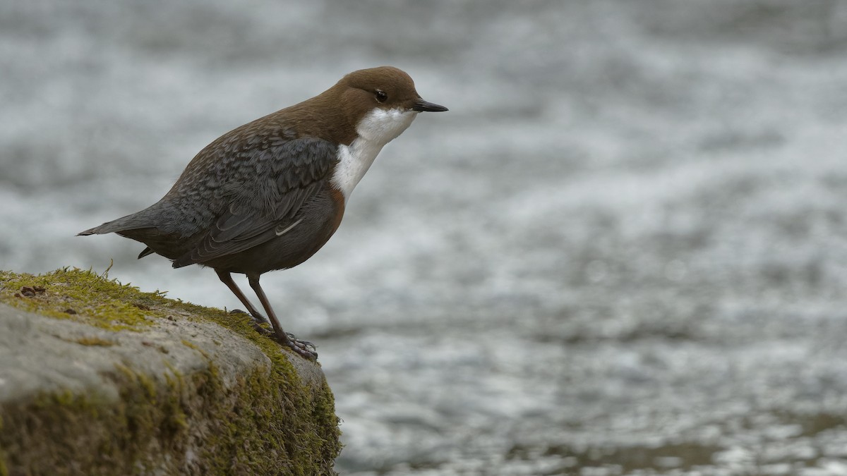 אמודאי הנחלים - ML644925938