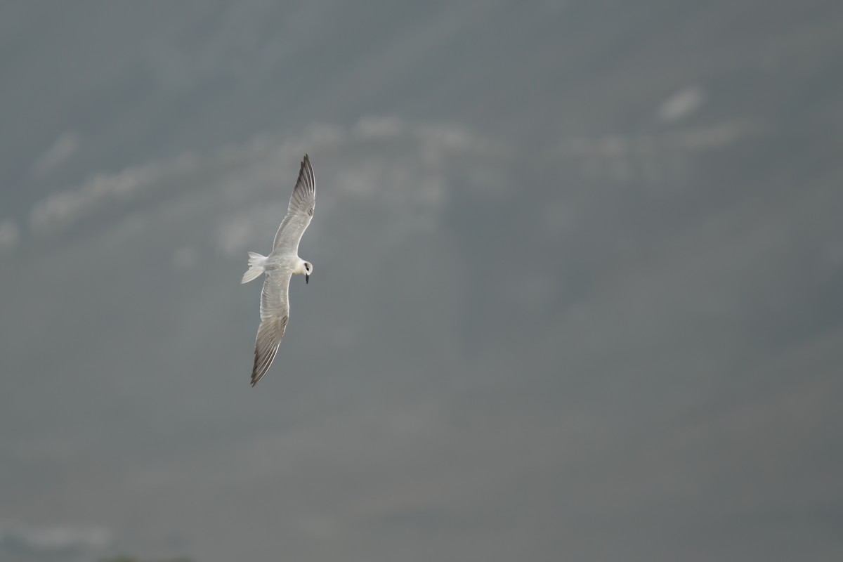 Gull-billed Tern - ML644925945